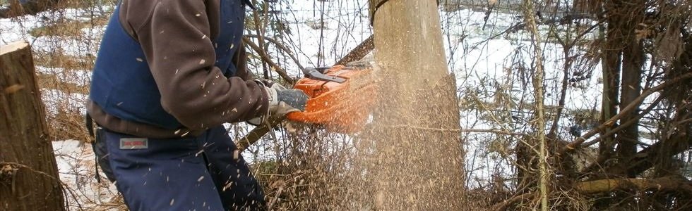 木の伐採方法